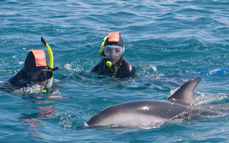 DuskyDolphins Swim